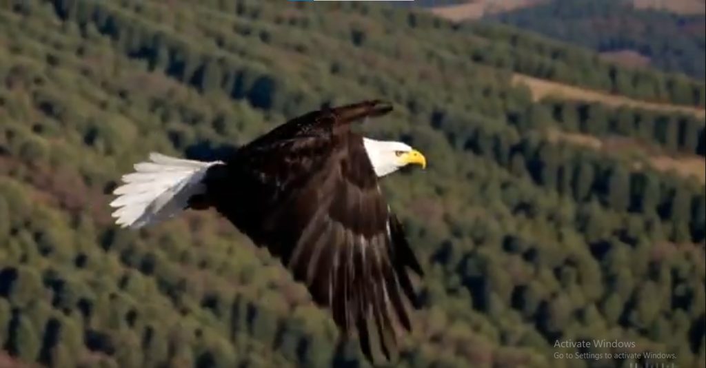 eaglephoto