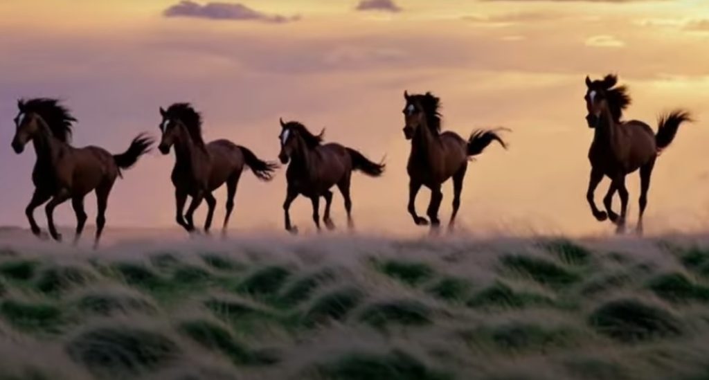 horsephotos3